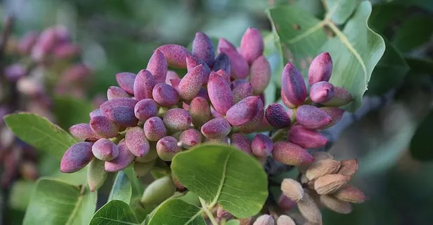 Bu ürünün tozu bile köylüye servet kazandırıyor! Rengi önce kırmızı sonra yeşil oluyor!