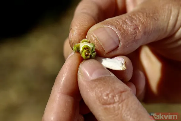 Zirai don sonrası çiftçiye rekor tazminat! Hangi ürünler etkilendi? İlave desteği kimler alacak? - 6