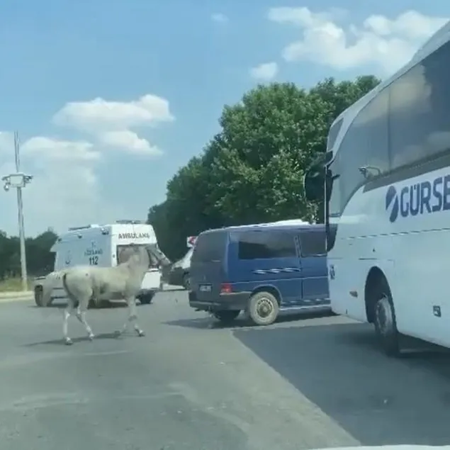 Bunu yapan insan olamaz!