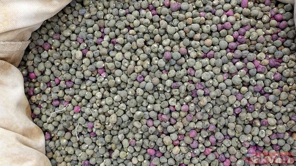 Hem zayıflatıyor hem de hafızayı çelik gibi yapıyor! Adeta mucizenin bir diğer adı gibi... - 1