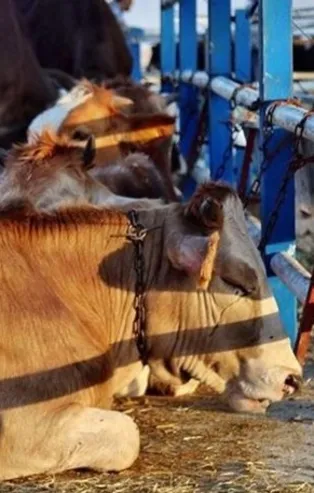 Van'da "şap" alarmı! Hayvan pazarı kapatıldı