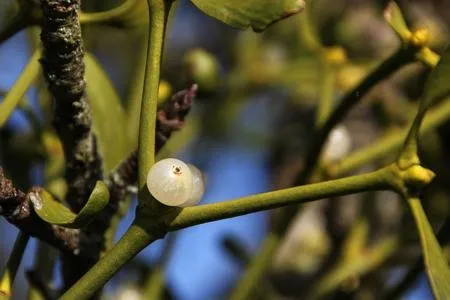 Kansere şifa olan bitki - 4