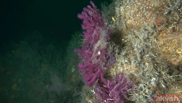 SON DAKİKA: Marmara Denizi'ni kaplayan deniz salyası (müsilaj) nedeniyle ölçüm cihazı bile su altına inemedi - 14