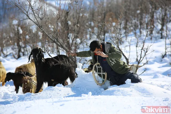 Karlı dağlarda keçilerin zorlu yolculuğu! 2 metreyi bulan karda 6 kilometre... - 5
