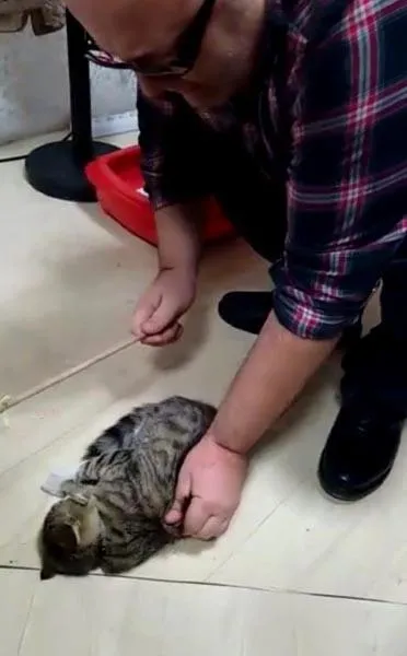 Kediye işkence eden zanlı akıl sağlığı incelenecek!-4