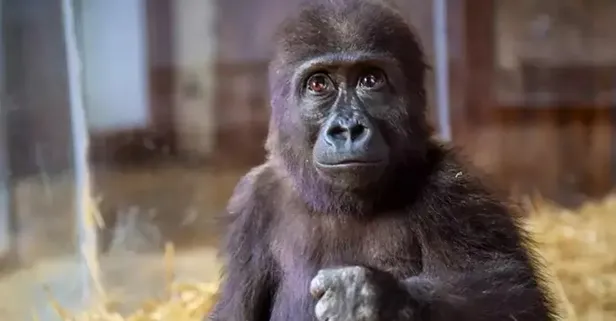 İstanbul Havalimanı’nda ele geçirilen goril yavrusuna isim aranıyor