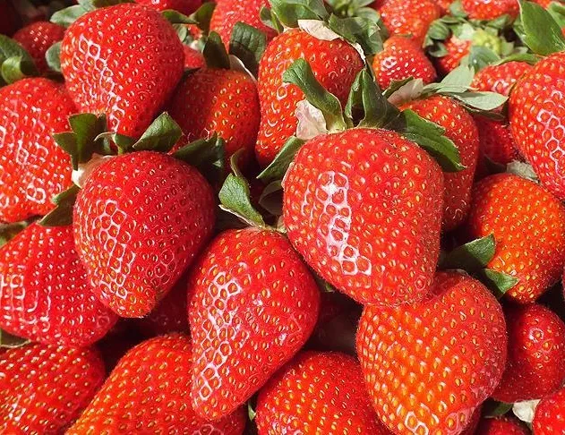 Bafra çileğine talep artıyor