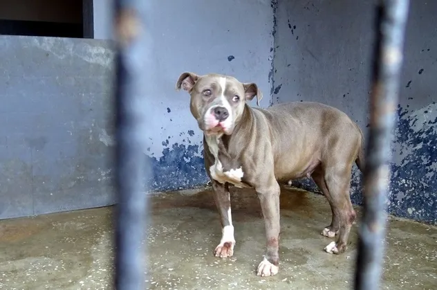 Avcılar'da korku yaşatan pitbull barınakta