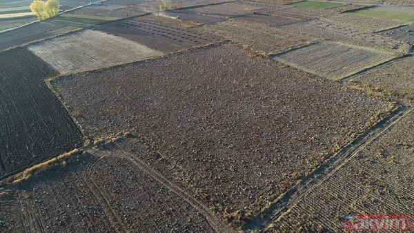 100 milyon lira gelir! Afyonkarahisar'da bal kabağında 50 bin ton rekolte bekleniyor - 3