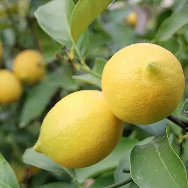 Limon ihracatı durduruldu