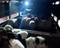 Küçükbaşların karın boşluklarında dikiş izi görüldü! Uyuşturucuyu saklama yöntemi şoke etti...