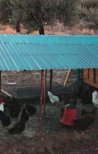 Rüyada kümes görmek ne anlama gelir?