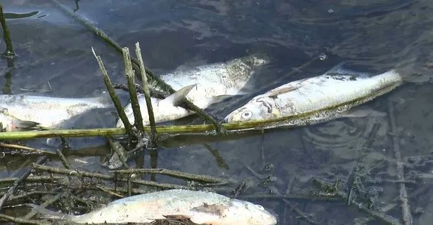 İstanbul’un en önemli su kaynaklarından Alibeyköy Barajı’nda korkutan balık ölümleri