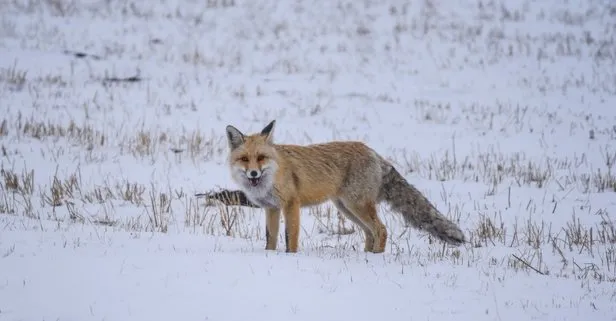 Kars’ta kar yağışının ardından yiyecek bulmakta güçlük çeken tilkiler av peşinde görüntülendi