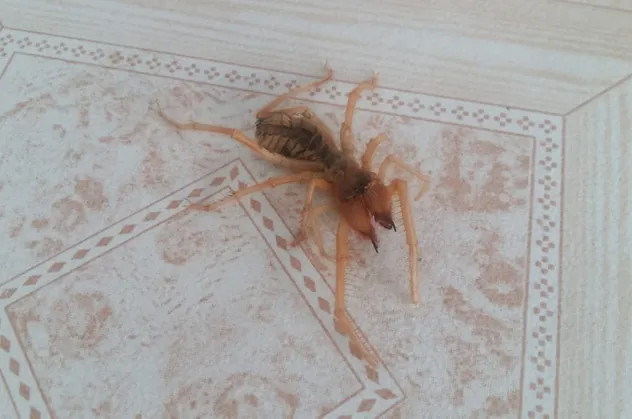 Evinin salonunda gördü gözlerine inanamadı! Et yiyen örümcek...
