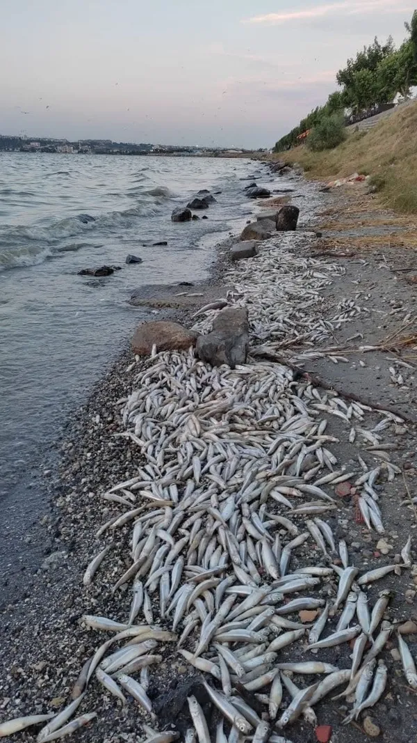 kanal-istanbulu-yaptirmam-diyen-ekrem-imamoglu-kucukcekmece-golune-bakmiyor-binlerce-olu-balik-sahile-vurdu-1625303656773.jpg Kanal İstanbul'u 'yaptırmam' diyen Ekrem İmamoğlu Küçükçekmece Gölü'ne bakmıyor! Binlerce ölü balık sahile vurdu-12