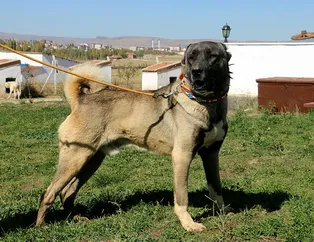 Dünyaca ünlü Sivas Kangalı'na yurt dışından talep yağıyor! Lüks otomobil parası veren var!