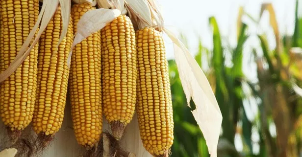 Mısır gözleri korur