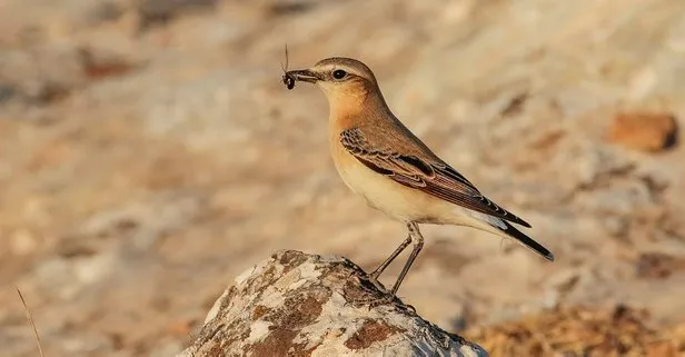 Güneydoğu Anadolu’da görülen kuyrukkakanı kuşunun beslenme anı objektiflere yansıdı