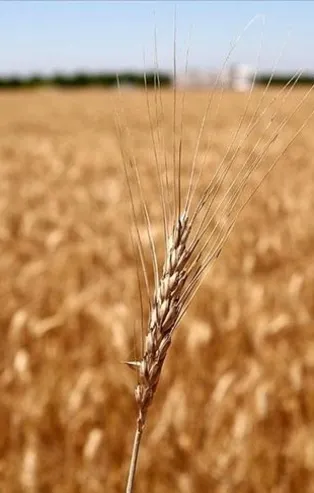 Rusya-Ukrayna savaşının yol açtığı gıda krizinde çözüm İstanbul'da!