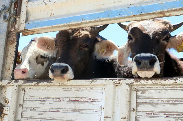 Kurban Bayramı öncesi flaş açıklama! TESK uyardı: Sahtelere dikkat!