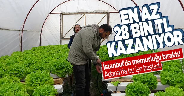 En az 28 bin TL kazanmak mümkün! İstanbul'da memurluktan istifa eden Süleyman Dal Adana Kozan'da topraksız marul üretimine başladı