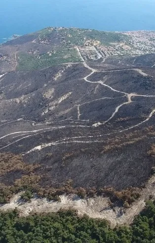Yanan ormanlar yeniden yeşerdi