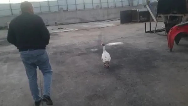 kaz-ile-dost-oldu-yolda-sahipsiz-gorup-aracina-aldi-1639914341870.jpg Kaz ile dost oldu! Yolda sahipsiz görüp aracına aldı-6