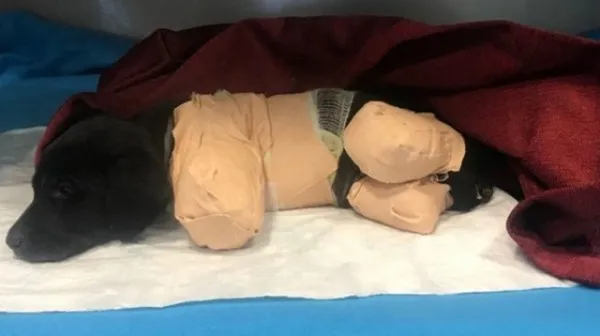 Bacakları kesilen köpekle ilgili Sakarya Valisi Balkanlıoğlu'ndan açıklama-4