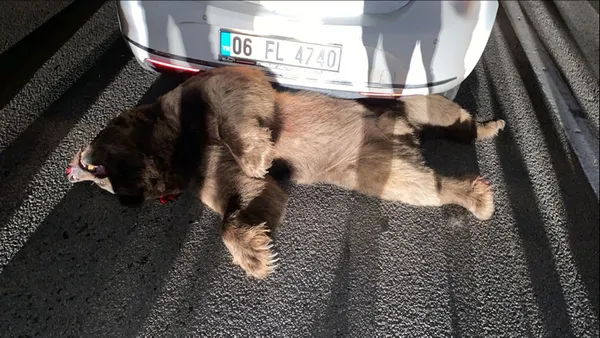 vah-ayi-vah-karayoluna-inen-bozayi-otomobilin-carpmasi-sonucu-oldu-1633590453530.jpg Vah ayı vah! Karayoluna inen bozayı otomobilin çarpması sonucu öldü-5