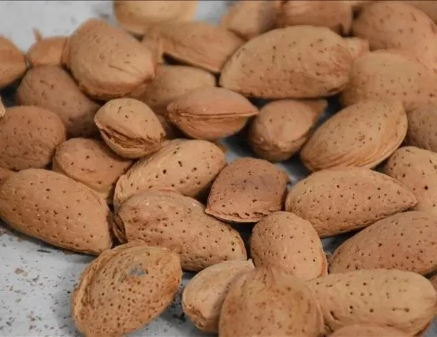 Tiroide badem etkisi