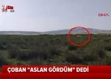 Çorum'da "aslan" iddiası ortalığı ayağa kaldırmıştı! Jandarma ve avcılar iz sürecek