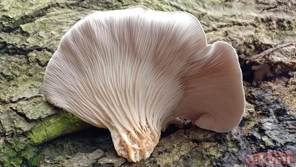 Yağmurla ortaya çıktı kilosu 500 TL’ye satışta! Köylünün altın değerindeki geçim kaynağı şifa saçıyor - 9