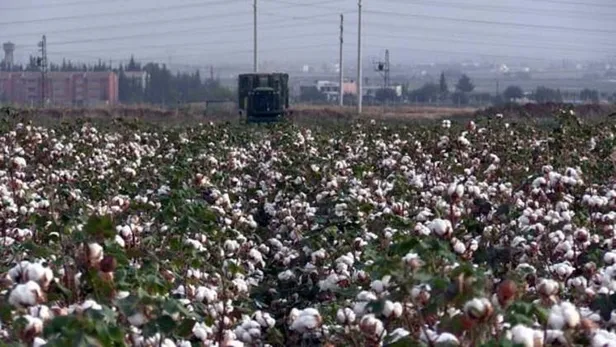 Valilikten üreticilere pamuğun temiz toplanması uyarısı-2