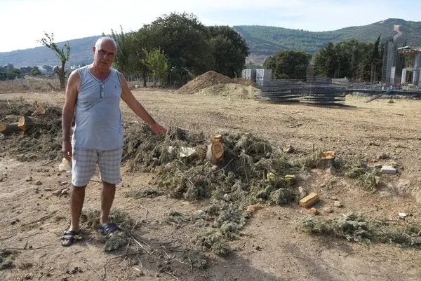 chpli-seferihisar-belediyesi-asirlik-agaclari-kokunden-kesti-agaclar-kurudu-yalanini-fotograflar-ortaya-cikadi-1665640905563.jpg CHP'li Seferihisar Belediyesi asırlık ağaçları kökünden kesti! 'Ağaçlar kurudu' yalanını fotoğraflar ortaya çıkardı-5