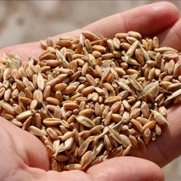 Ata tohumundan yüksek verim