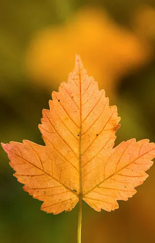 Rüyada yaprak görmek ne anlama gelir?