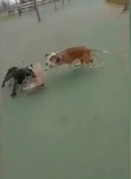 Maltepe'deki pitbull vahşetinin cezası belli oldu! 3 kişi için...-1