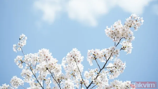 🌺 Kadınlar, Sevgi, Özveri Ve Güçle Dünyayı Şekillendirir. Tüm Kadınların 8 Mart'ı Kutlu Olsun! 🌺 Kadınlar, Dünyayı Güzelleştiren Ve Değiştiren Varlıklardır...