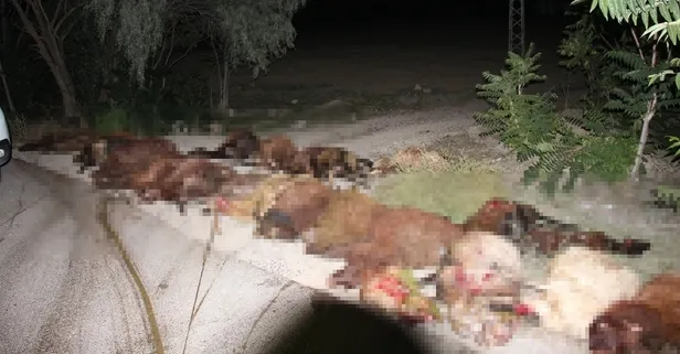 Oltu'da iki günde araçların çarpması sonucu toplam 85 koyunu telef oldu