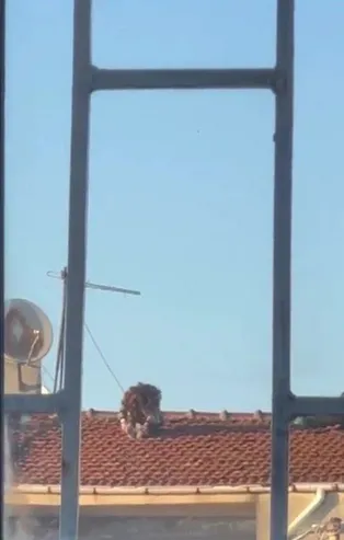 Çatıda tehlikeli yoga keyfi kamerada