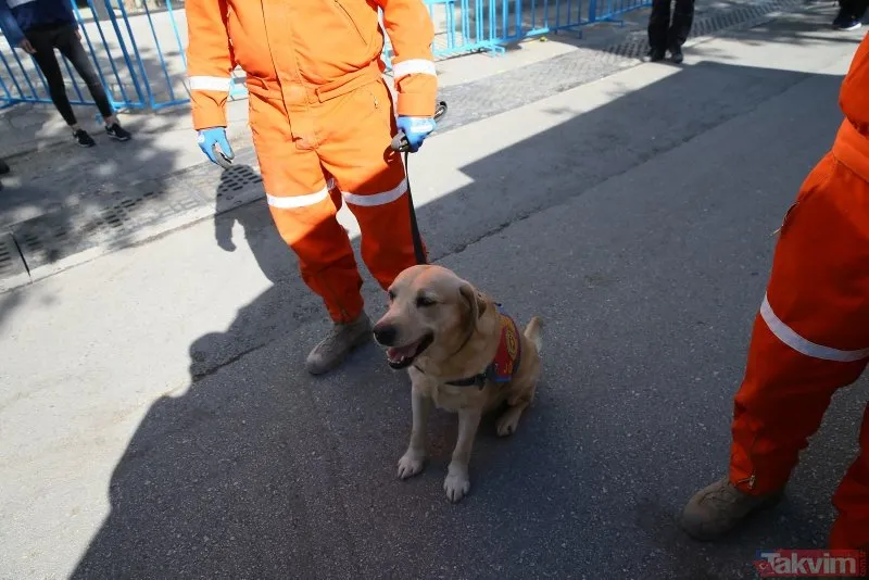 Jandarma Arama Kurtarma ekibindeki köpekler, hassas burunlarıyla enkaz