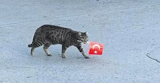 Güzel hare’cat’