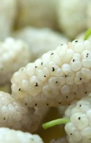 1 avuç dut kalbi korur