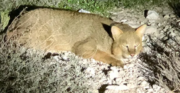 Nesli tükeniyordu! Saz Kedisi Kuşadası'nda görüntülendi! Artık kanıtlandı