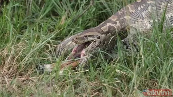 Kaplan akşam yemeği için ayıyı seçti fakat... Vahşi doğada Kaplan ile ayının şoke eden kavgası kapışması! - 31