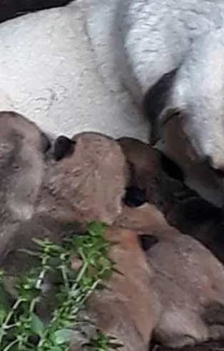 Erdek'te zehirli et verilen köpek ile 3 yavrusu ve 3 kedi öldü