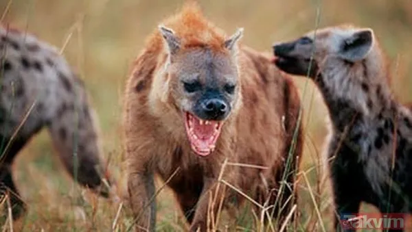 Cesur aslan onlarca sırtlanın arasında girdi! Vahşi doğada şoke eden kare! Sonrasında ise kaçınılmaz ölüm - 44