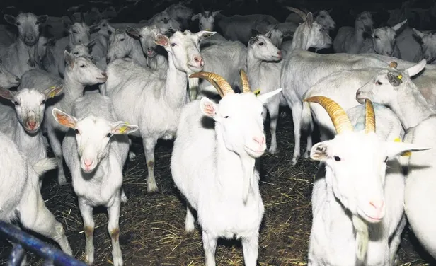 muglada-eski-sevgili-dehseti-barismak-istemeyen-kiz-arkadasini-kacirdigi-evde-tabancayla-katletti-1658608866278.jpeg Muğla'da eski sevgili dehşeti! Barışmak istemeyen kız arkadaşını kaçırdığı evde tabancayla katletti-7