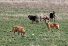 Başıboş köpek sorunu nasıl çözülecek? Başıboş köpek düzenlemesinde neler var? Tarım ve Orman Bakanı İbrahim Yumaklı 5 maddede anlattı